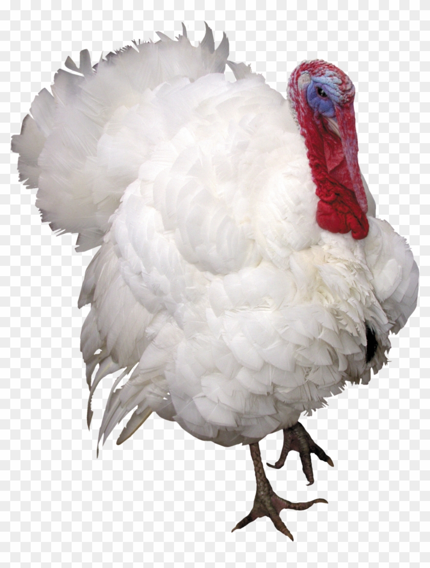 Turkey Bird Png Image With Transparent Background Clipart #1843682