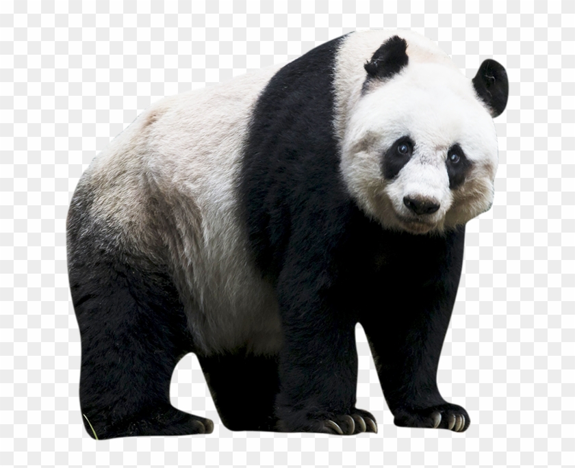 Png Images Pluspng - Панда Png Clipart