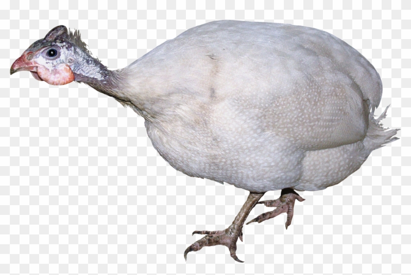 Turkey Bird Png Image With Transparent Background Clipart