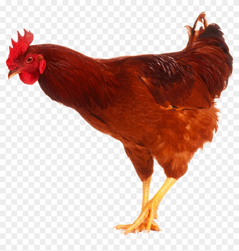 Image - Chicken Kids Clipart