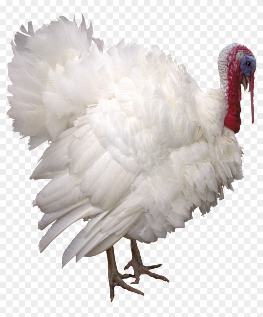 Индюк Png Clipart (#1844255) - PikPng