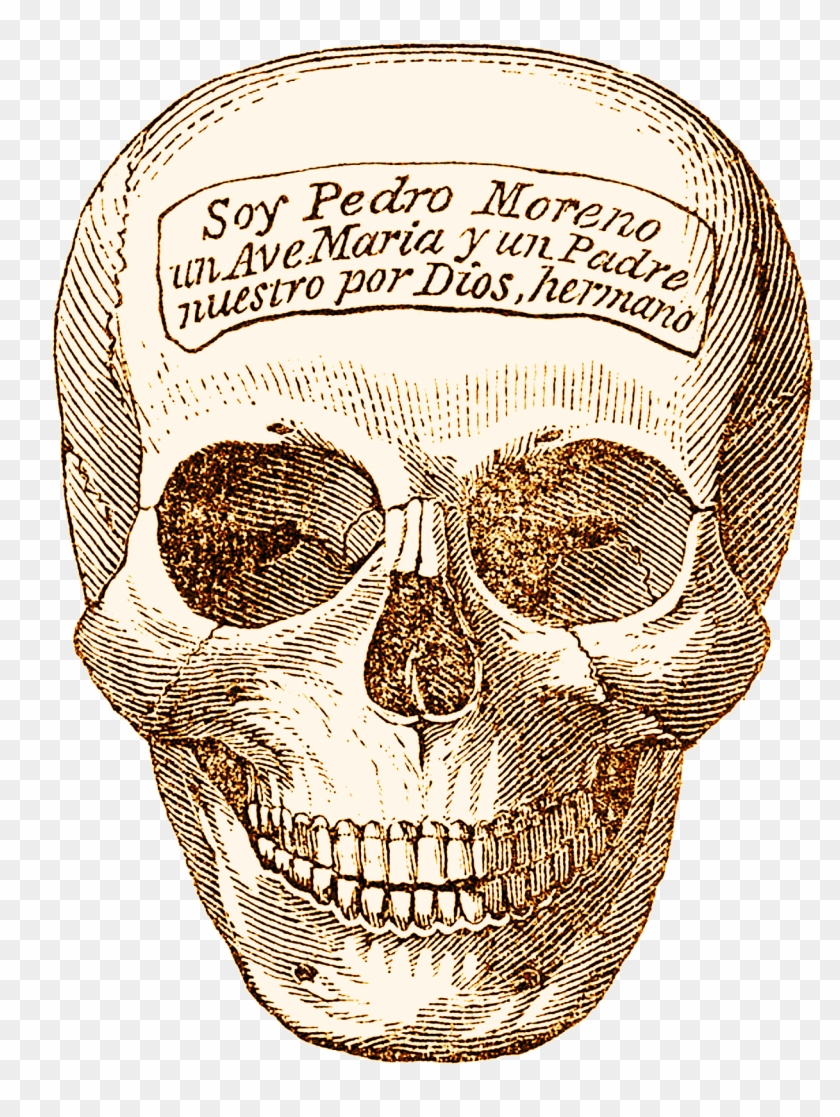 Skeleton Head, Human, Head, Graphics, Bone, Hq Photo Clipart #1846070