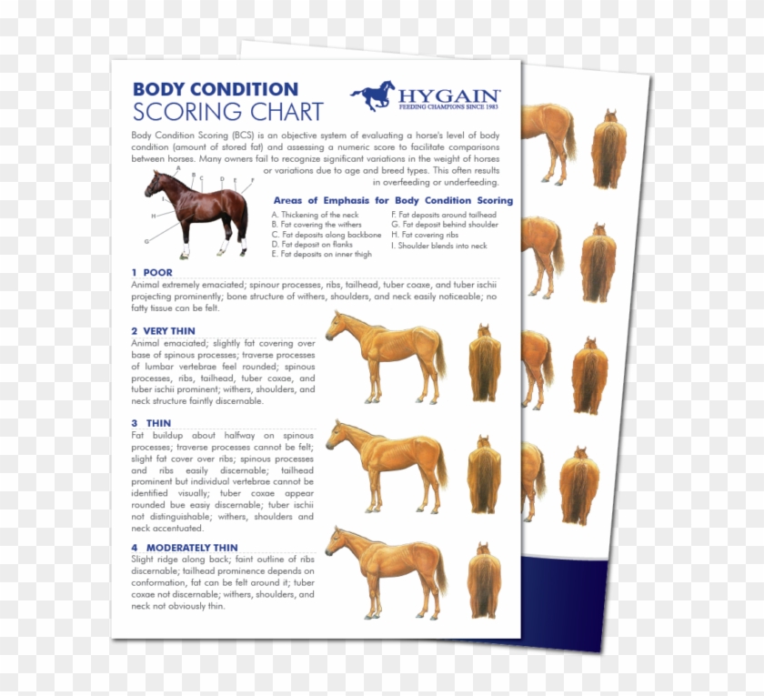 The Art Of Body Condition Scoring - Body Condition Score Pferd Clipart #1847479