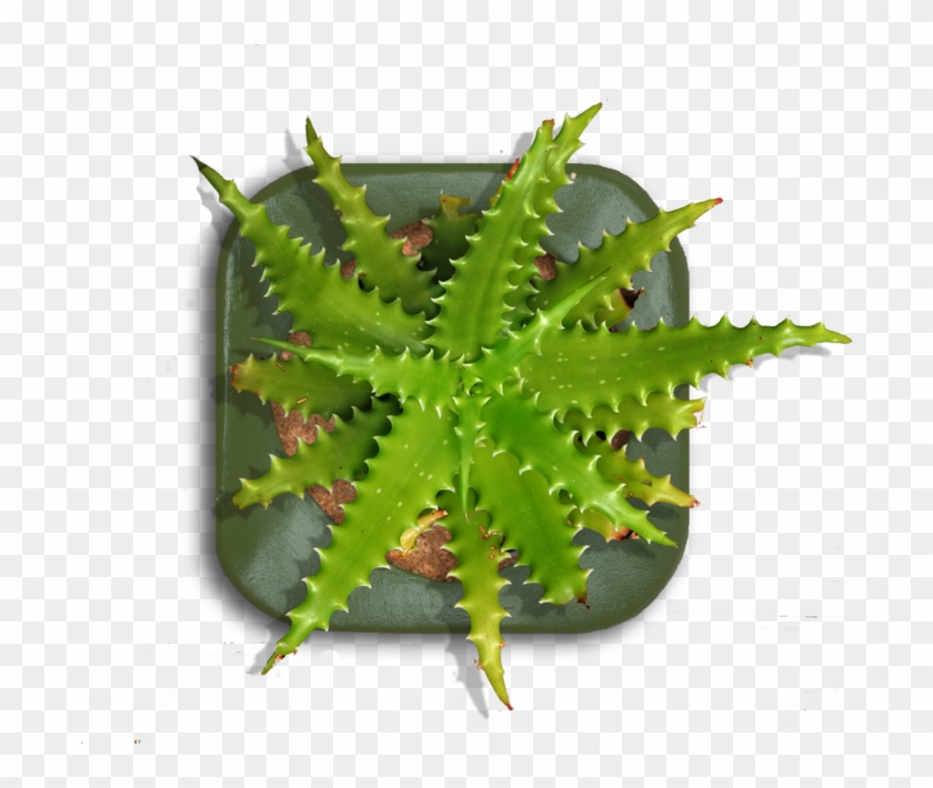 Tall Indoor Plant Png Download - Top View Of Indoor Plants Png Clipart #1847628