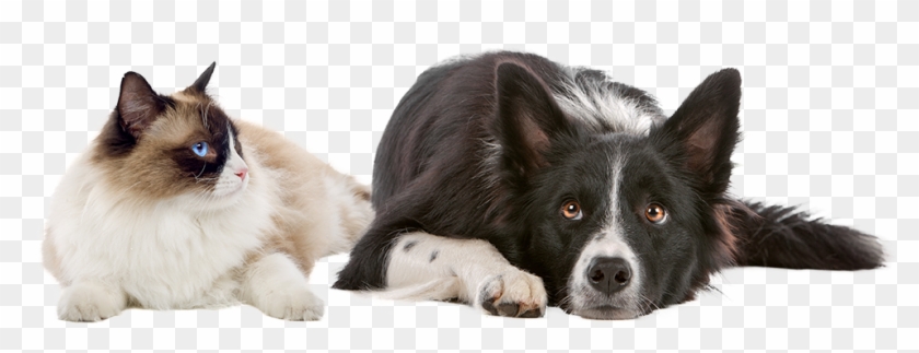Dog And Cat Png - Introduction To Animal Nutrition Clipart #1847908