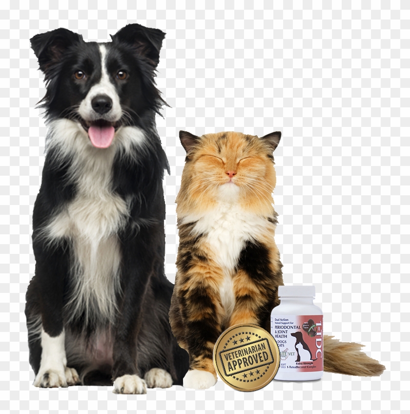 1tdc™ 4 In - Border Collie Clipart #1847997