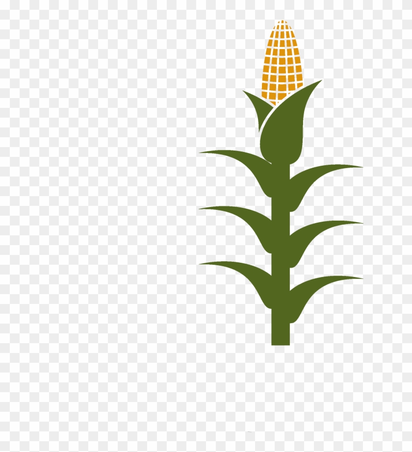 Corn Stalk Clipart #1848771