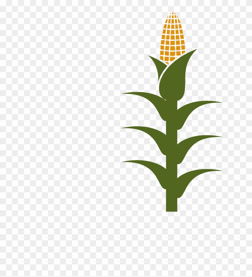 Corn Stalk Clipart