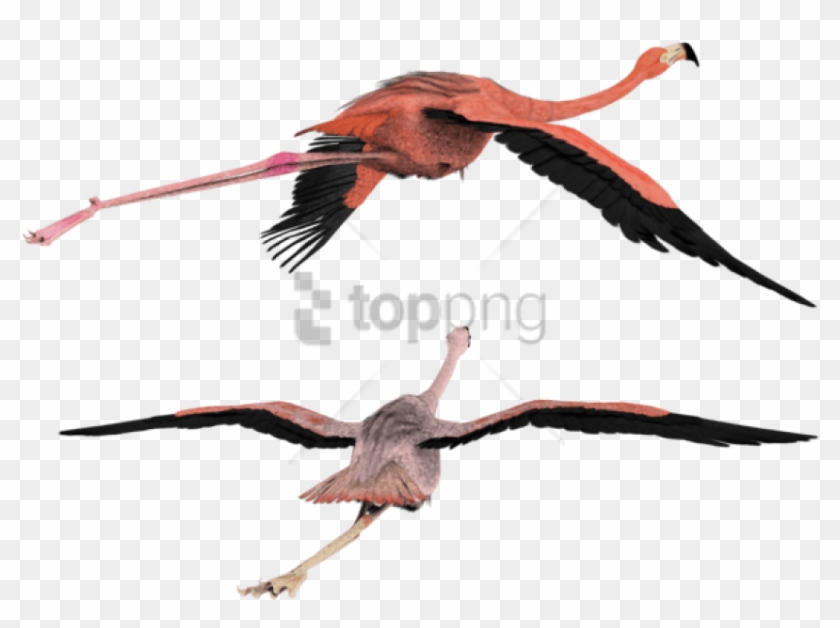 Free Png Download 3d Flying Bird Png Images Background - 3d Flying Bird Png Clipart