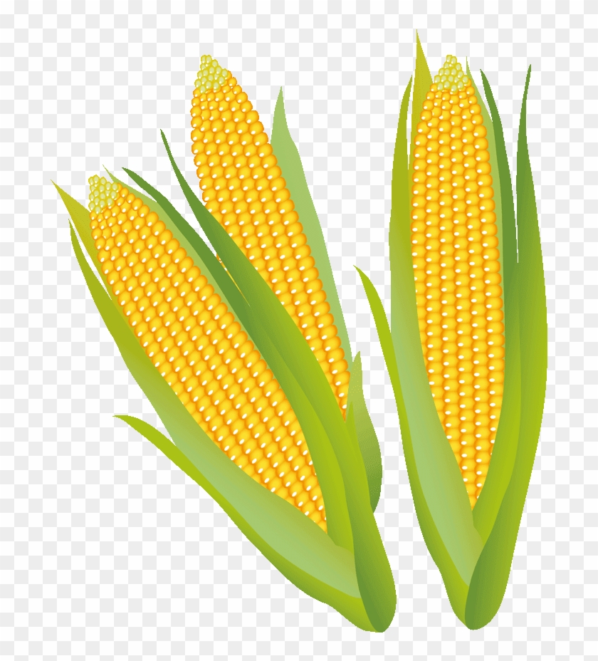 Corn Stalk Clipart - Corn On The Cob - Png Download