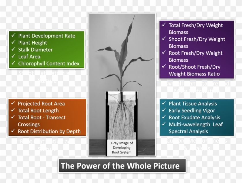 Phenotype Screening Corporation Homepage Png Corn Stalk - Trophy Clipart #1849151