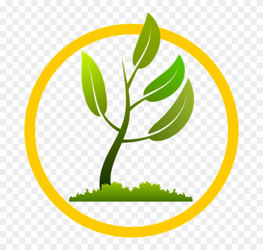 Corn Vector Tree - New Plant Growing Png Clipart