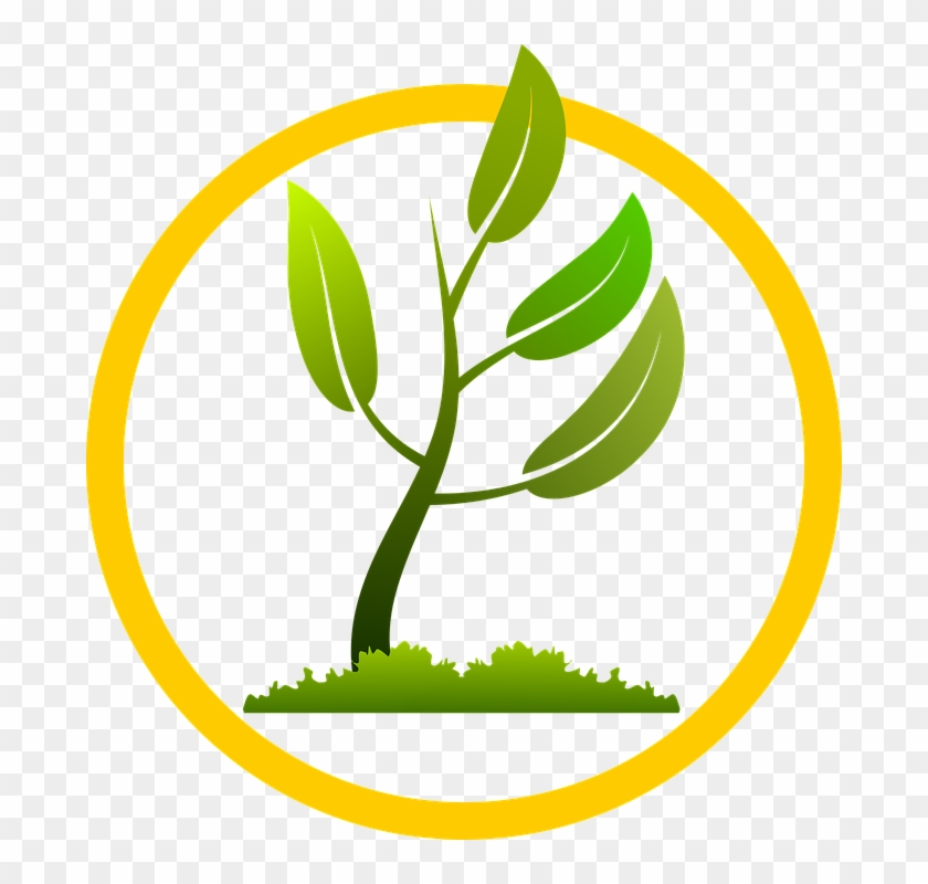 Corn Vector Tree - New Plant Growing Png Clipart #1849570