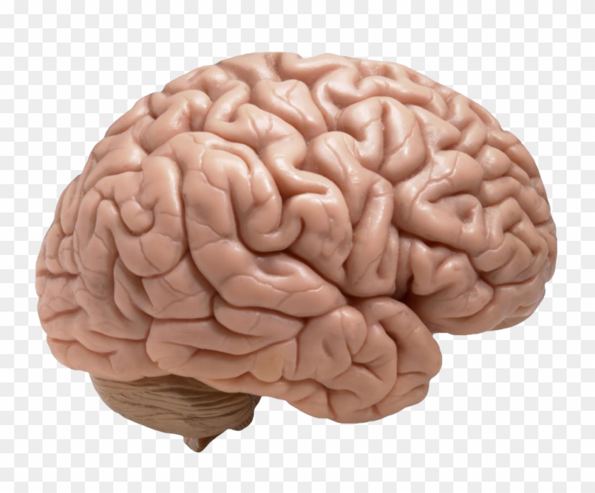 Revised Brain Clipart