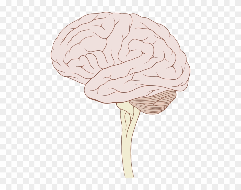 Brain Stem Normal Human Clipart #1850577