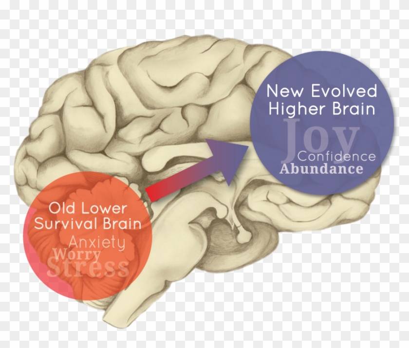 Brain Logo No Back - Higher Brain Clipart #1850830