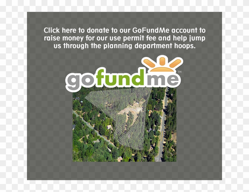 Redwood Forest Background - Tree Clipart