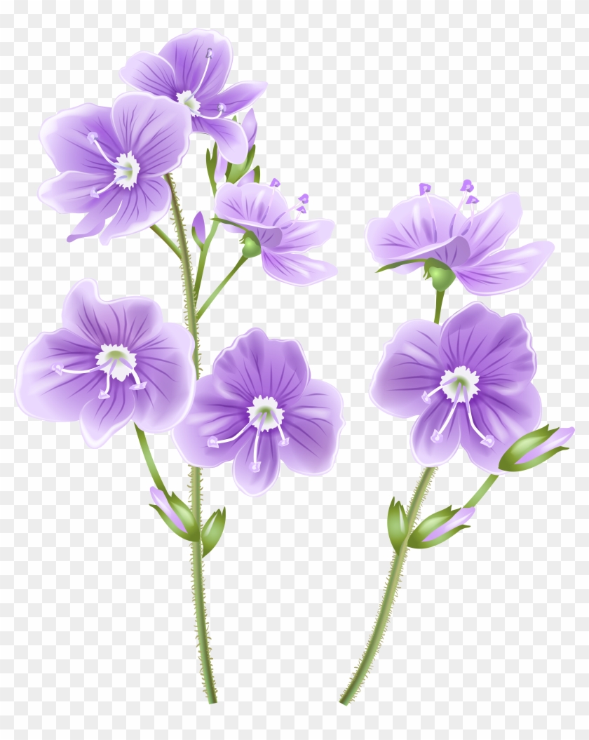 Wild Flower Png Clip Art Image - Transparent Background Wildflower Clipart #1853426