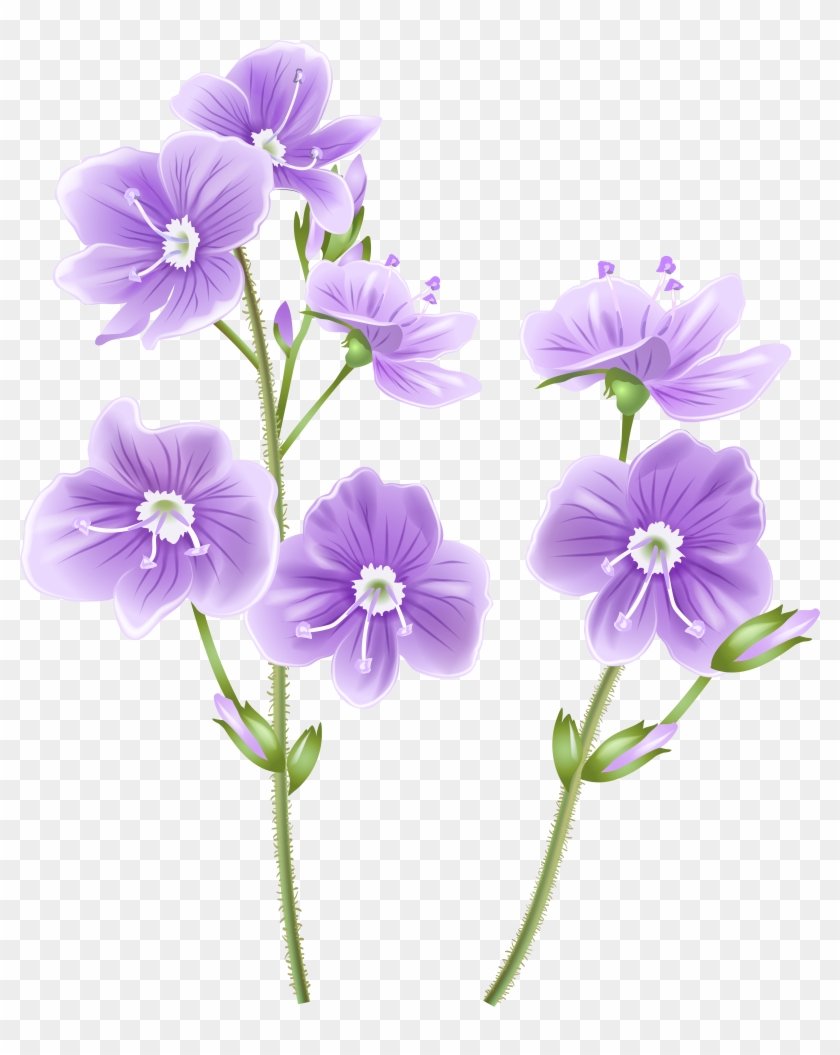 Wild Flower Png Clip Art Image - Transparent Background Wildflower Clipart