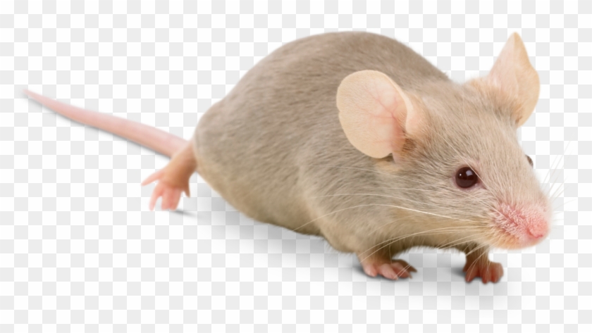 House Mice Facts Clipart