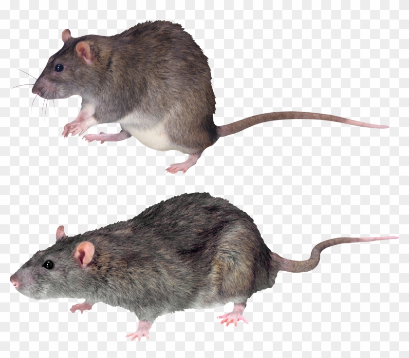 Mouse, Rat Png Image Clipart #1854031