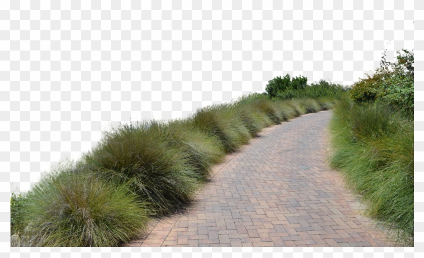 Forest Background Png Clipart #1854064