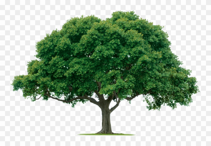 Ojai Trees Clipart