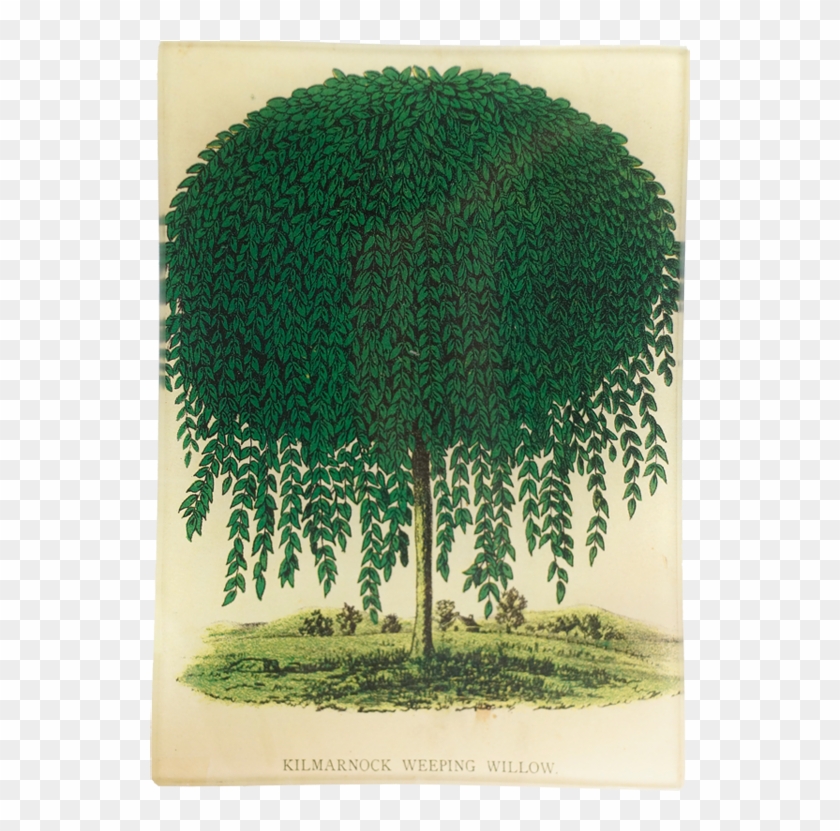 Tree Clipart #1854260