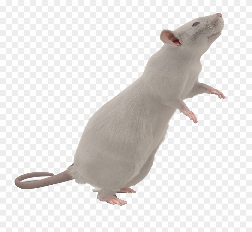 Png Images Background - Transparent Background Mouse Transparent Clipart #1854263
