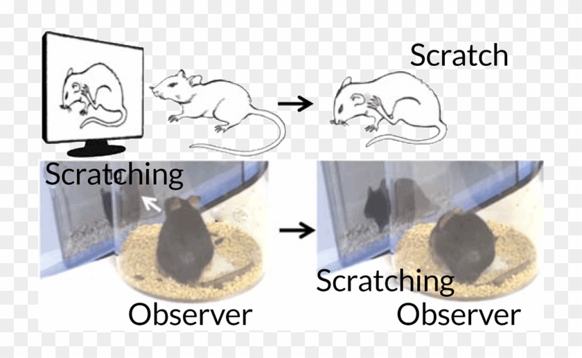 Scratching Mice - Scratching Is Contagious Clipart