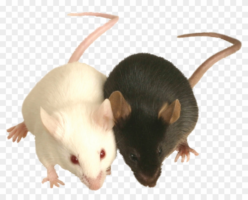 Strain Comparison Clipart