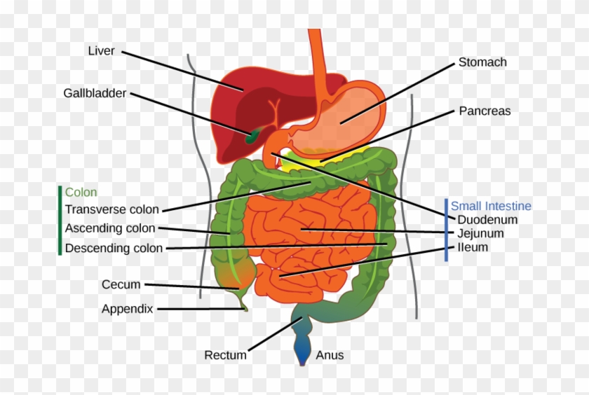 The Human Stomach Has An Extremely Acidic Environment Clipart #1855285