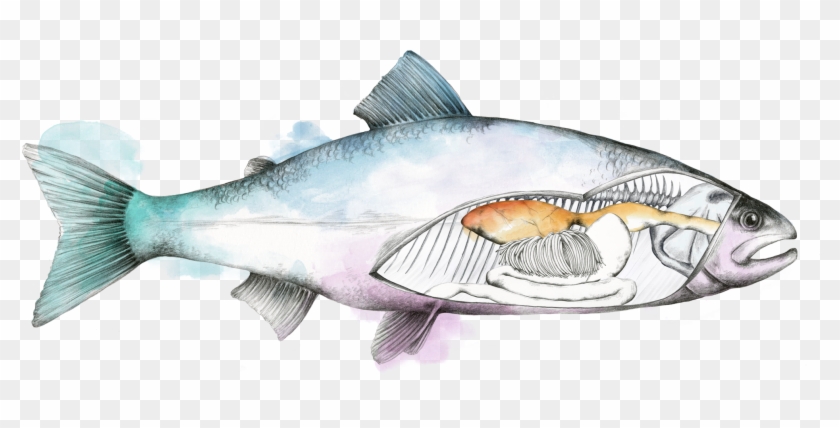 Stomach Png Clipart #1855439