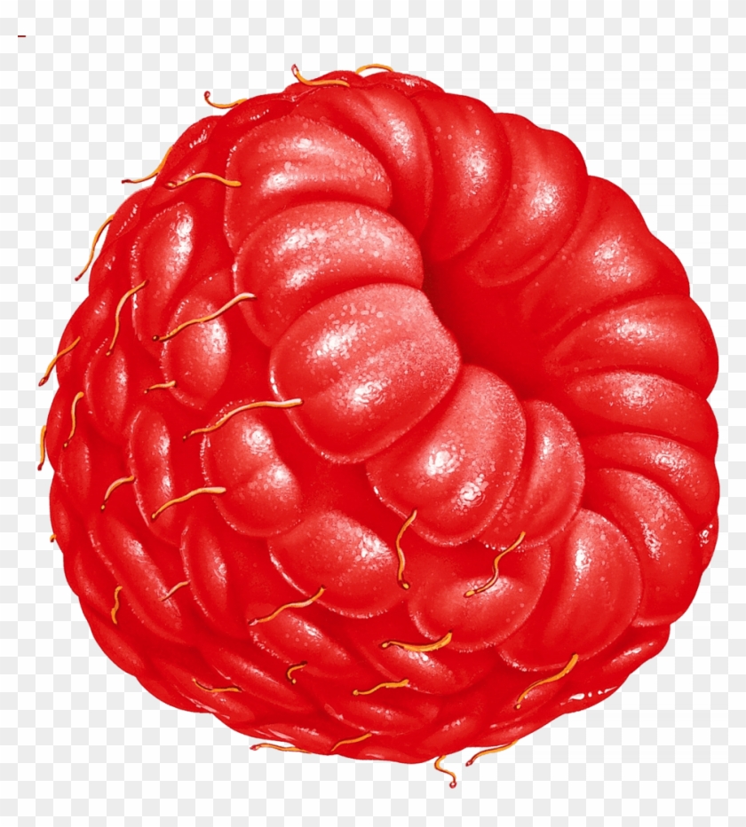 Download Large Raspberry Illustration Transparent Png - Fruit Clipart