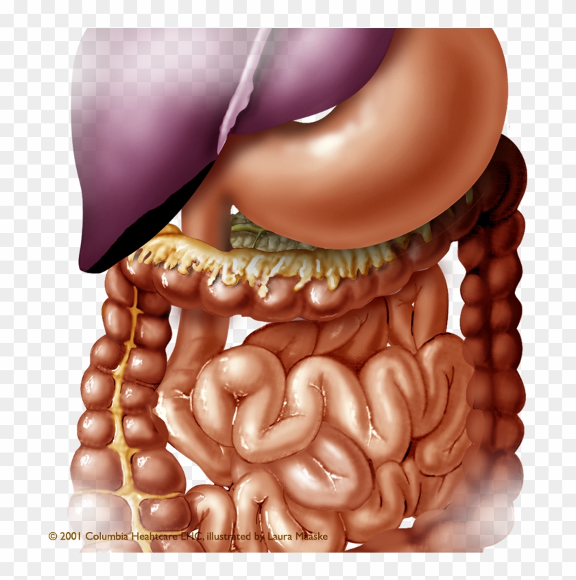 Medical Illustrations Of Abdominal Organs Digestive Clipart #1855641