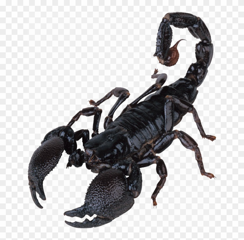 Poisonous Scorpion Png Image Background Clipart #1855806