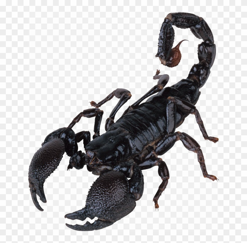 Poisonous Scorpion Png Image Background Clipart