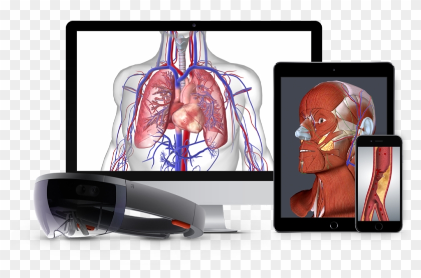 Human Body Png Clipart #1855812