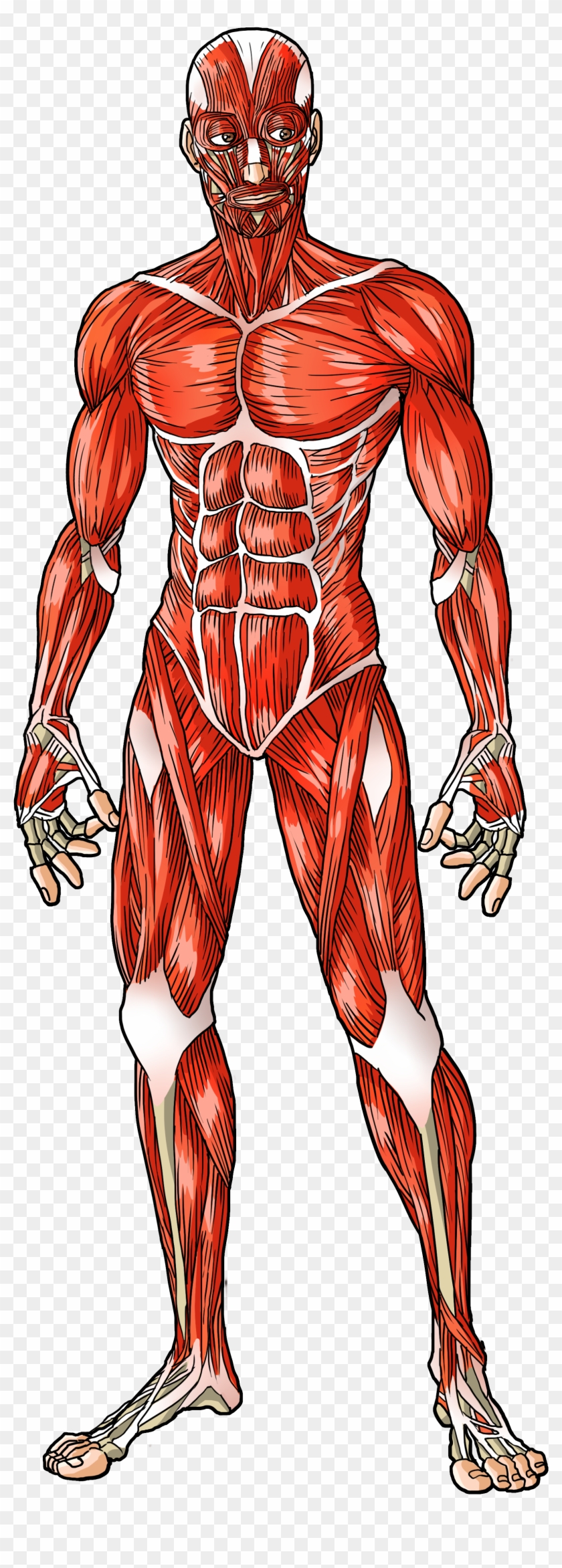 Male Muscular System Clipart #1855927