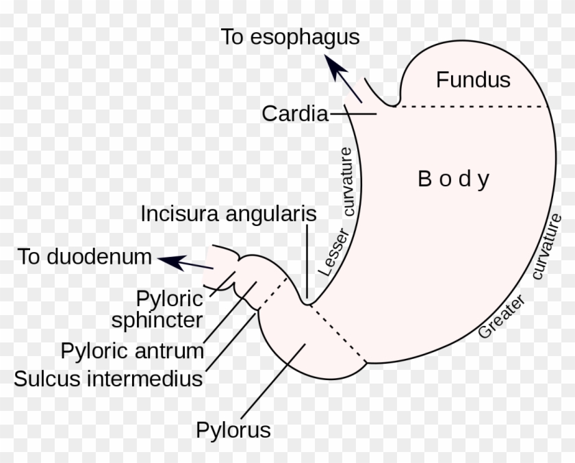 Stomach Png Clipart #1855969