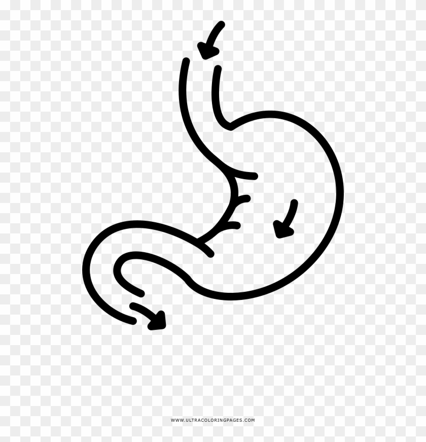 Stomach Coloring Page Ultra Pages - Line Art Clipart #1856007
