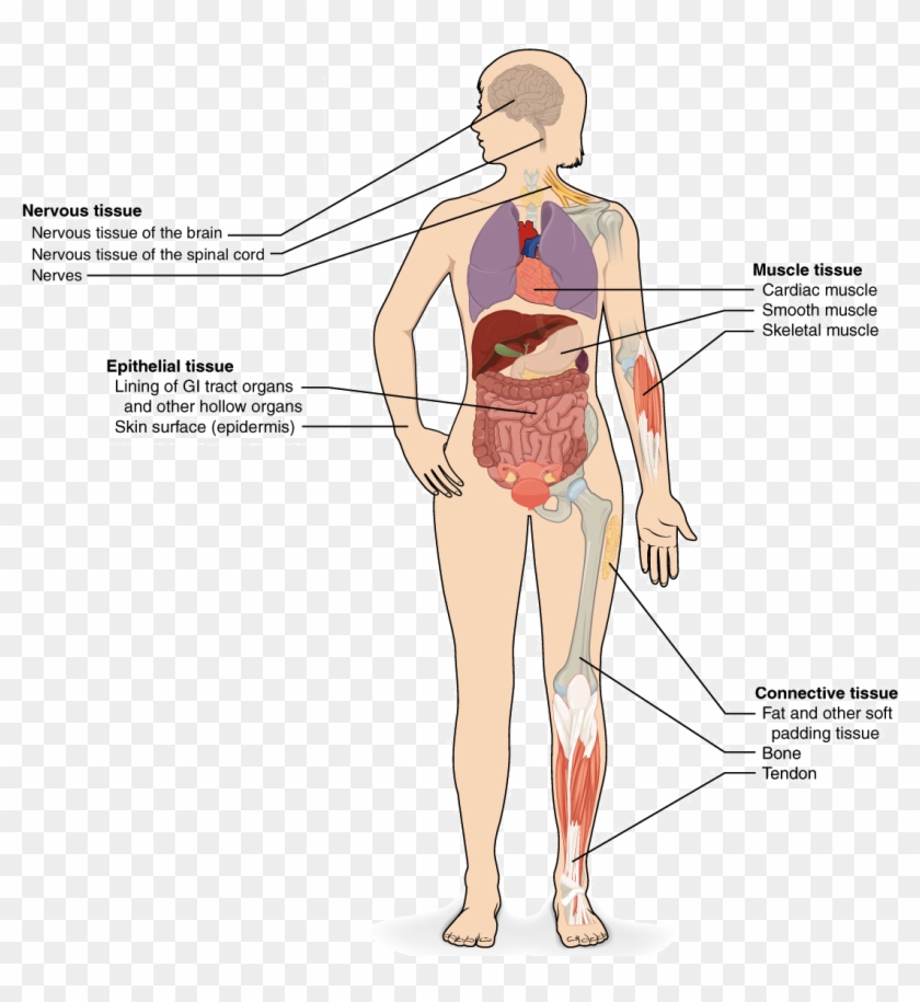 The Four Types Of Tissues Are Exemplified In Nervous Clipart #1856643