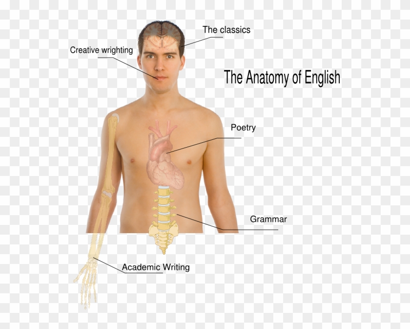 Human Body Png Clipart #1856740