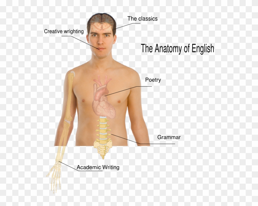 Human Body Png Clipart