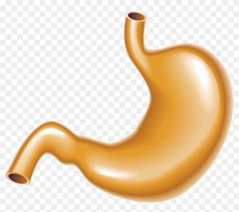 Stomach Large Intestine Human Body Clipart