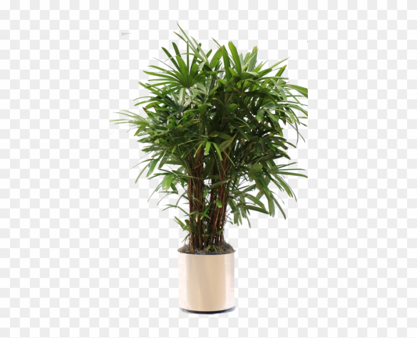 The Gallery For > Tall Indoor Plant Png - Palm Houseplant Png Clipart #1857262