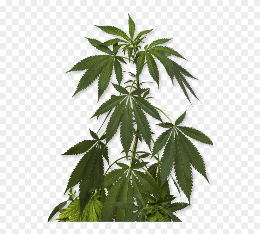 How To Order - Cannabis Plant Png Clipart #1857336