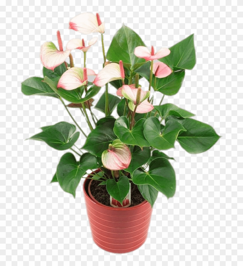 Download Potted Anthurium Transparent Png Clipart #1857432