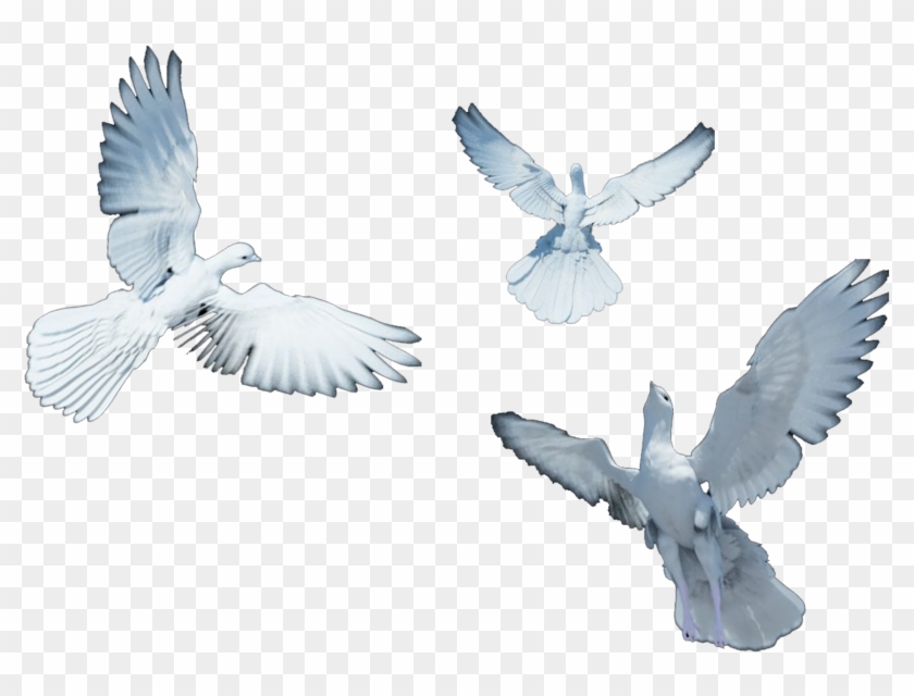Doves Flying Search Result Cliparts For Doves Flying - European Herring Gull - Png Download