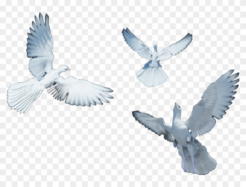Doves Flying Search Result Cliparts For Doves Flying - European Herring Gull - Png Download #1858416